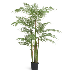 Пальма Бамбуковая