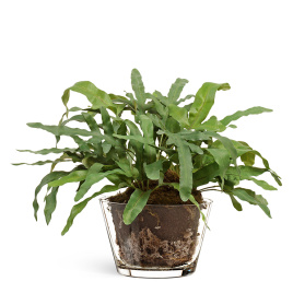 "Rabbit Foot" в стеклянной вазе с мхом, корнями, землёй