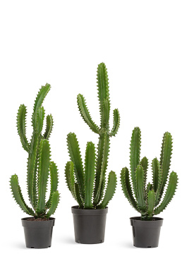 Кактус Цереус Стайл