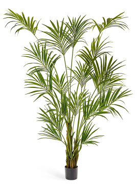 Пальма Кентия (Ховея)