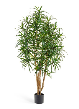 Драцена Анита