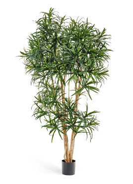 Драцена Анита Рефлекса