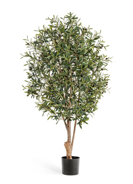 Олива Твист с плодами