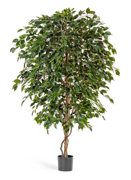 Фикус Бенджамина Де Люкс