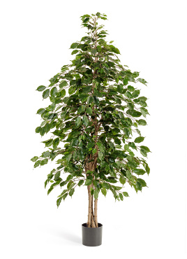 Фикус Бенджамина натуральный