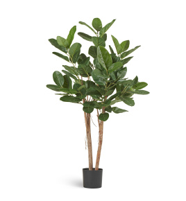 Фикус Одри Бенгальский 