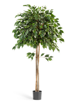 Фикус Бенджамина зонтичный