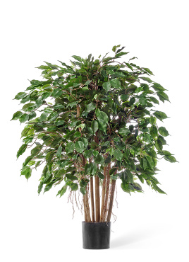 Фикус Бенджамина карликовый многоствольный