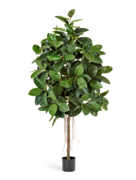 Фикус Эластика зелёный