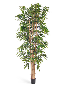 Бамбук Новый Гигантский Биг Лиф