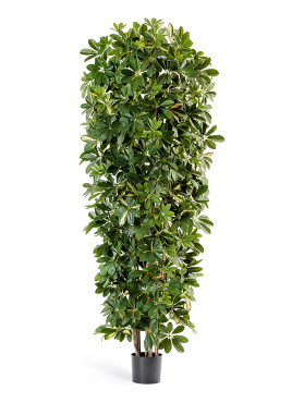 Шеффлера колонновидная большая пёстрая 195 см