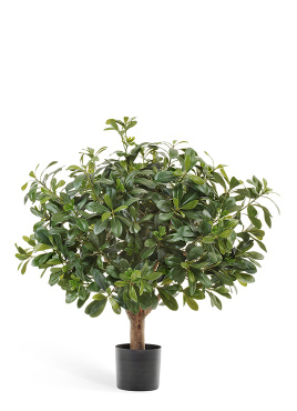 Питтоспорум шар