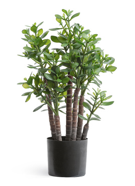 Крассула (денежное дерево)