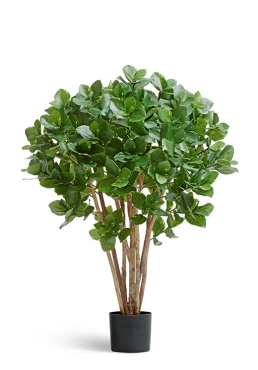 Клузия древовидная