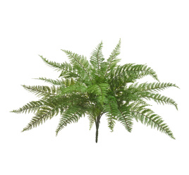 Папоротник Вудвардия