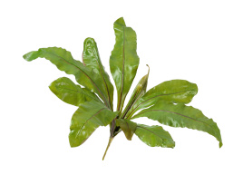 Асплениум Натуральный