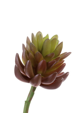 Суккулент Синокрассула большая зелёная