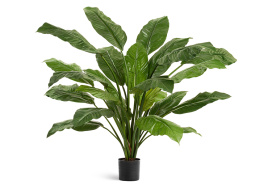 Спацифилум Гигант (без цветов)