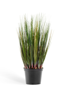 Трава Осока куст без султанов