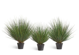 Трава Осока горная куст