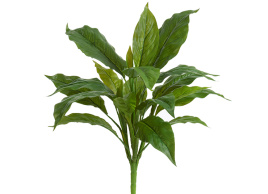 Спацифилум куст Мидл зелёный (Sensitive Botanic)