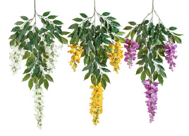 Ветка вистерии цветущей