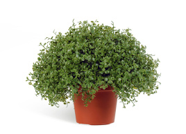 Рясковый мох в горшочке