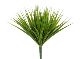 Трава Литл Сворд куст зелёный