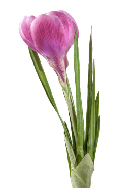 Крокус розовый 20 см