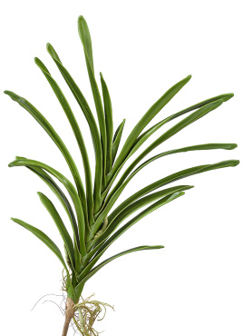 Листья орхидеи Ванды с корнями большие