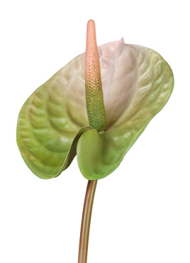 Антуриум Андрэ зелёный с розовым