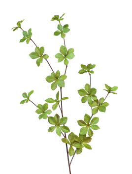 Ветвь Барбариса нежно-зеленая