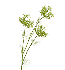 Анна Королевская ветвь светло-зелёная бутоны