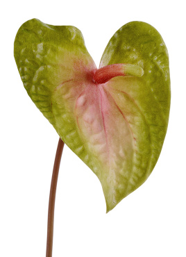 Антуриум Макс св.зелёный с розовым