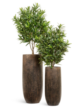 Сет № 1 - Кротоны Голдфингер в кашпо Treez Effectory Metal