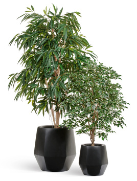 Сет № 5 - Лонгифолия Роял и Фикус Фолиа в кашпо Treez Effectory Crystal антрацит