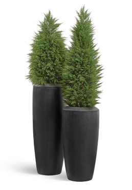 Сет № 12 - Кипарисы в кашпо Treez Effectory Quartz Высокий конус Design