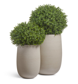 Сет № 62 - Самшиты в кашпо Treez Ergo Fine Rock Высокая округлая чаша