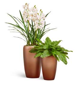 Сет № 101 - Композиция с орхидеей в матовых кашпо Treez Effectory Metal