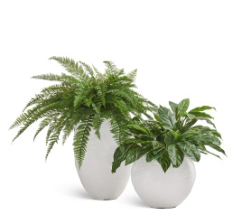 Сет № 114 - Композиция с папоротником в кашпо Treez Effectory Organic