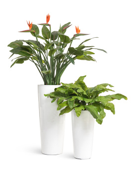 Сет № 137 - Композиция с королевской стрелицией в кашпо Treez Effectory Gloss