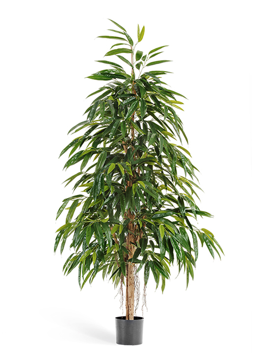 Лонгифолия Роял Нэйчерел