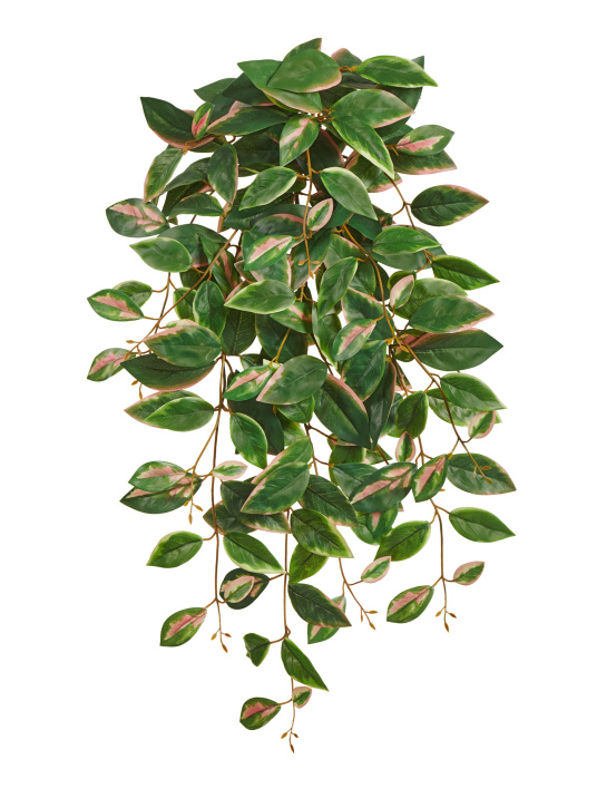 Хойя Кримсон Квин ампельная (Sensitive Botanic)