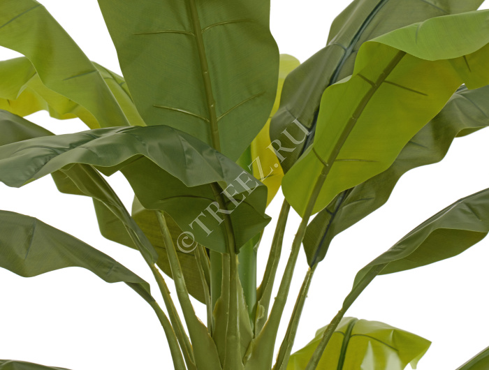 Банановое дерево  фото