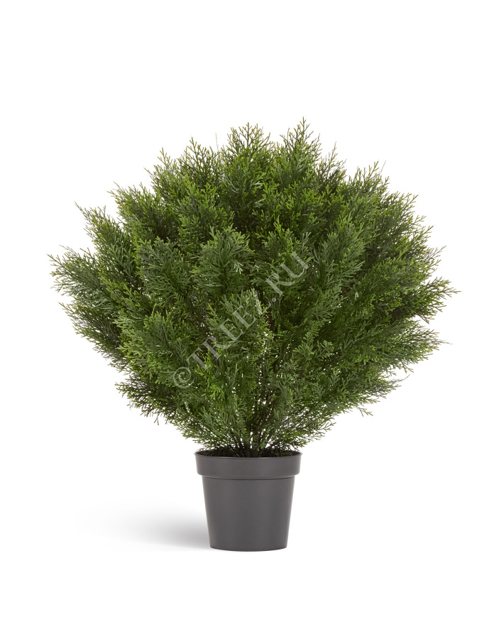 Туя Брабант пушистая шаровидная уличная фото