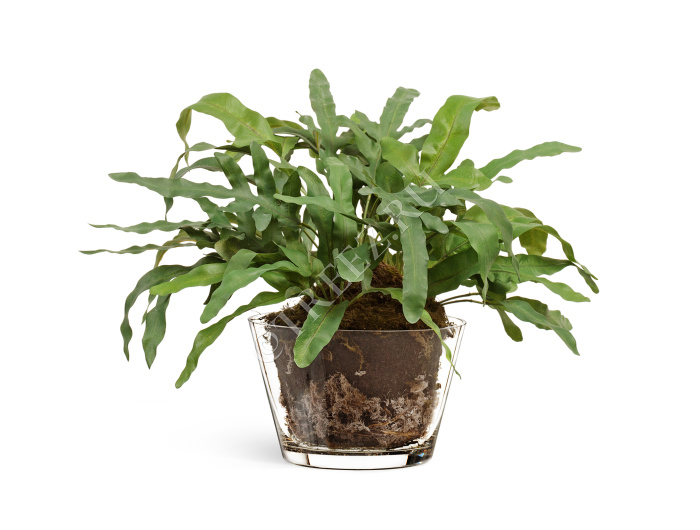 "Rabbit Foot" в стеклянной вазе с мхом, корнями, землёй фото