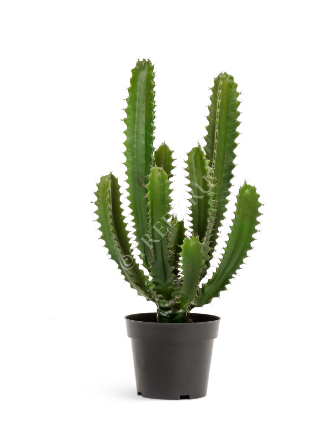 Кактус Цереус Стайл фото