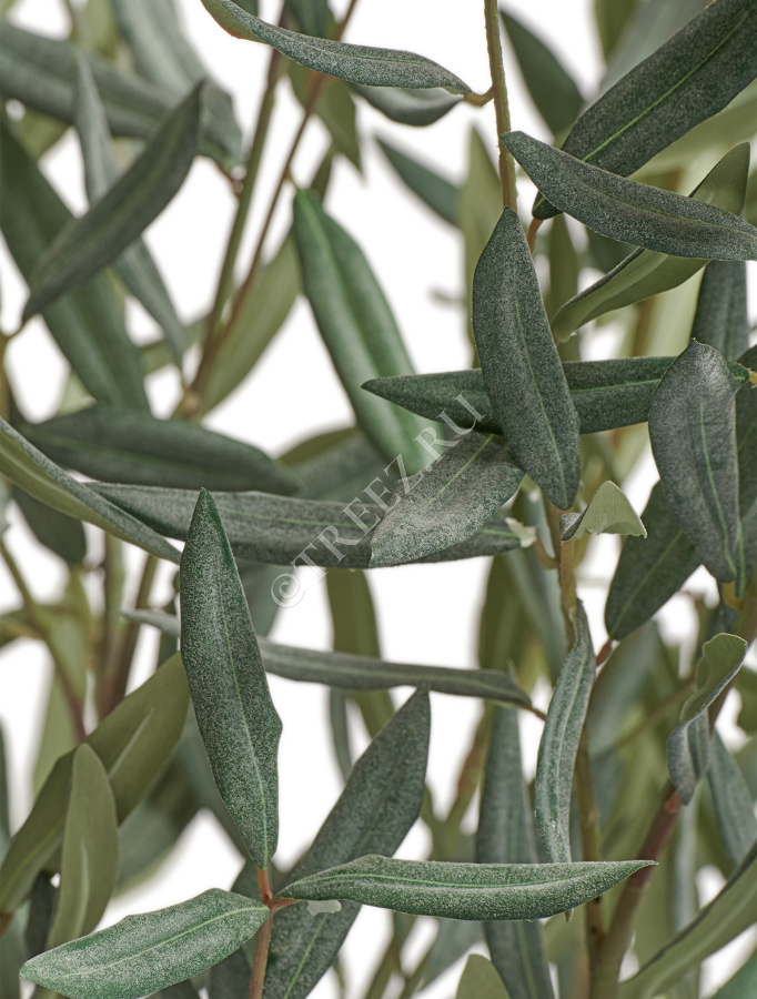 Олива Элегант (серия Prime) в керамическом кашпо фото