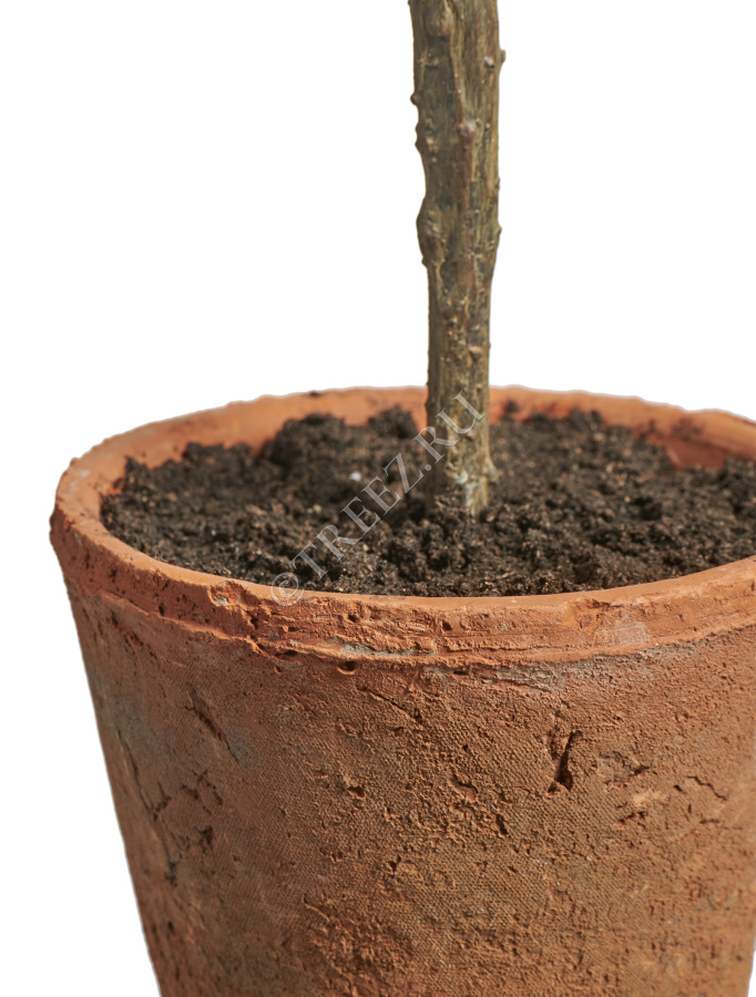 Олива Элегант (серия Prime) в керамическом кашпо фото