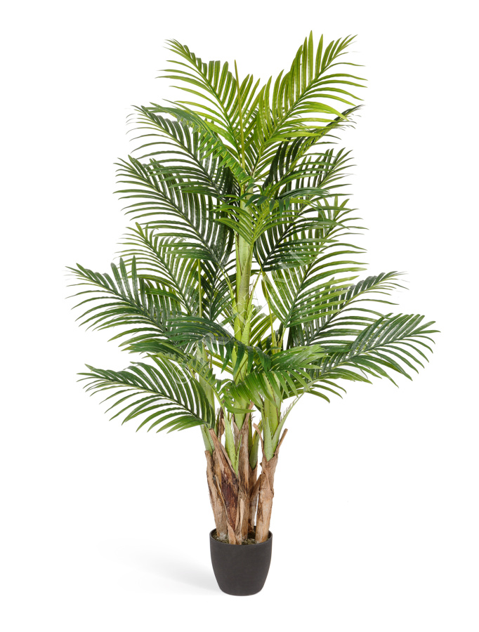 Пальма Арека Бетель 5 стволов фото